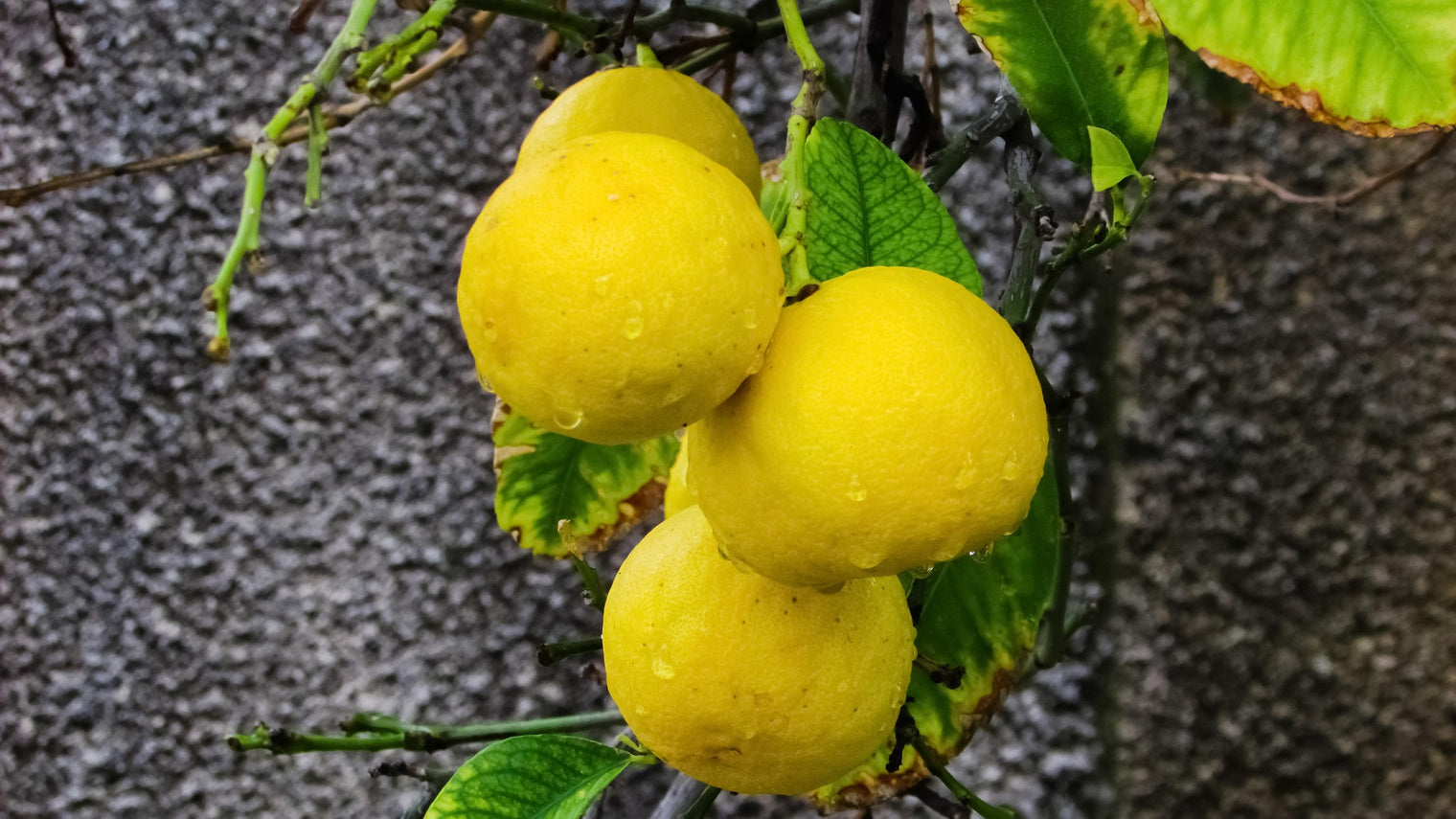 Key Lime